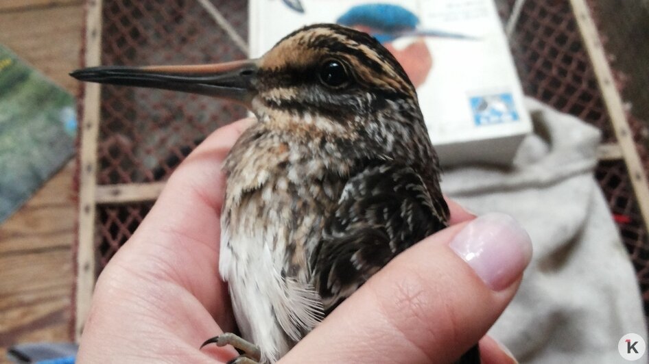 Потрогать зимородка: калининградский фотограф рассказала, как «охотится» за птицами (фото)   - Новости Калининграда | Фото: Ольга Музюкина