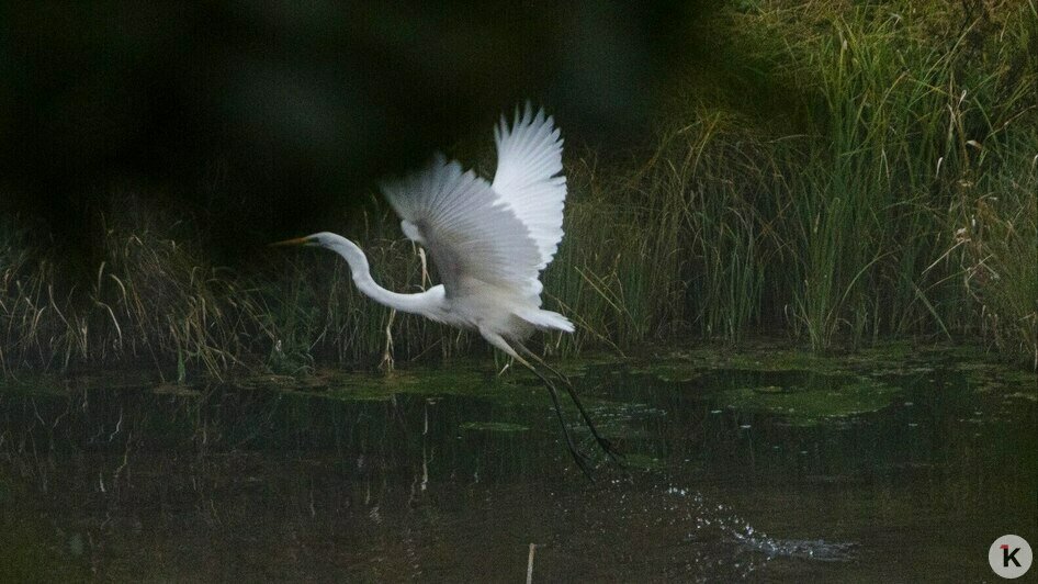Потрогать зимородка: калининградский фотограф рассказала, как «охотится» за птицами (фото)   - Новости Калининграда | Фото: Ольга Музюкина