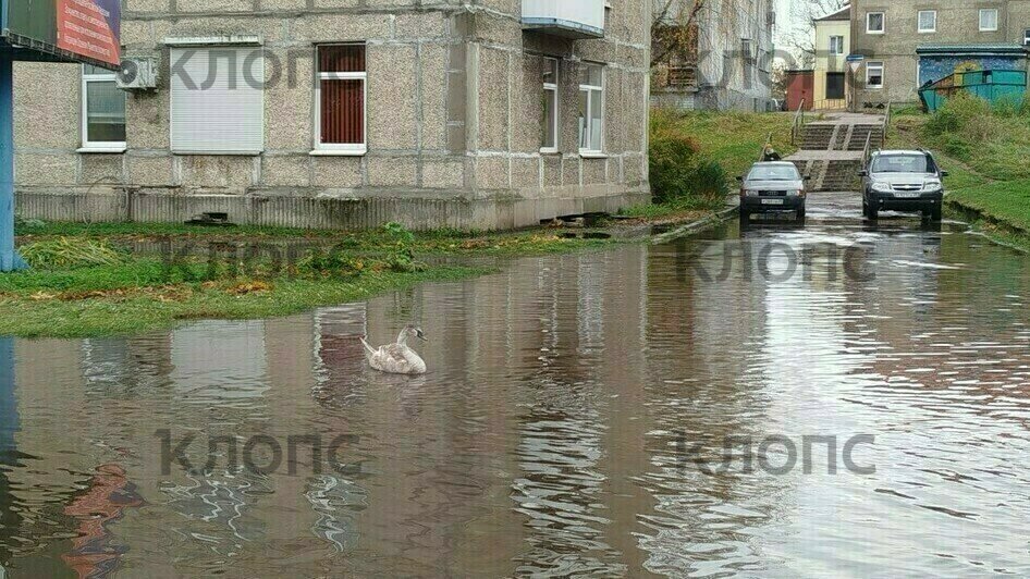 Прошедший шторм оставил жителей Немана с затопленными улицами, по которым теперь плавают лебеди (фото) - Новости Калининграда | Фото: очевидец 