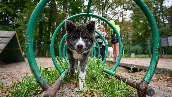 Для собак здесь есть особое место | Фото: Александр Мелехов