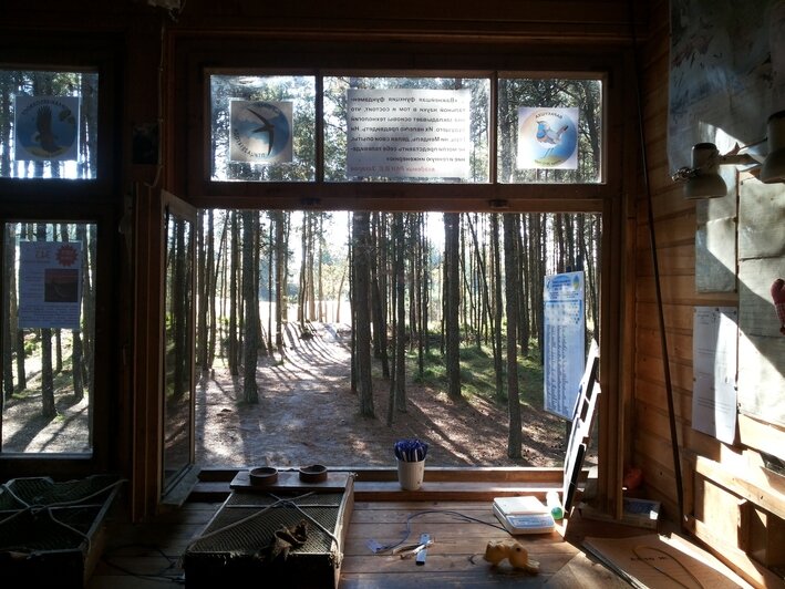 Потрогать зимородка: калининградский фотограф рассказала, как «охотится» за птицами (фото)   - Новости Калининграда | Фото: Ольга Музюкина