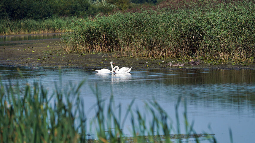 В Калининградской области свыше 14 тысяч человек наблюдали за птицами   - Новости Калининграда | Фото: пресс-служба правительства Калининградской области