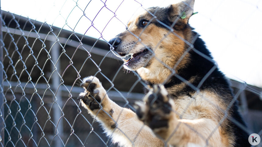 Грусть собаки из-за разлуки с хозяином — это не норма, считают кинологи - Новости Калининграда | Фото: Александр Подгорчук / «Клопс»