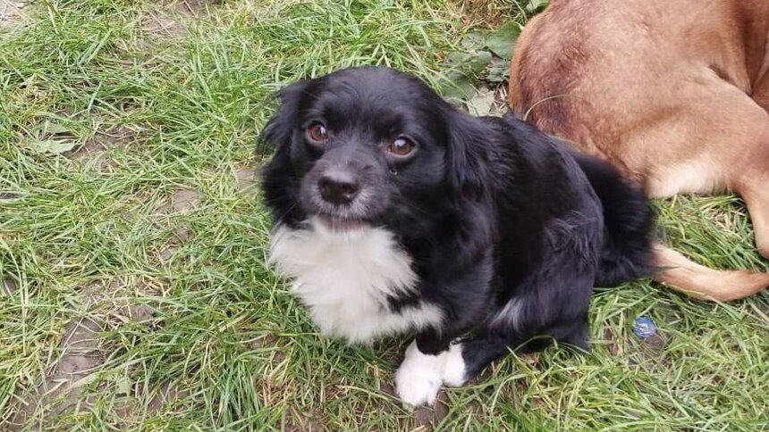 В Зеленоградске собака укусила 9-летнего мальчика, с хозяйки решили взыскать 15 тысяч рублей  - Новости Калининграда | Фото: прокуратура Калининградской области 