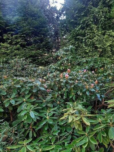 В Калининграде розы, калина и рододендроны расцвели под ноябрьским солнцем (фото)   - Новости Калининграда | Фото: Светлана Калинина