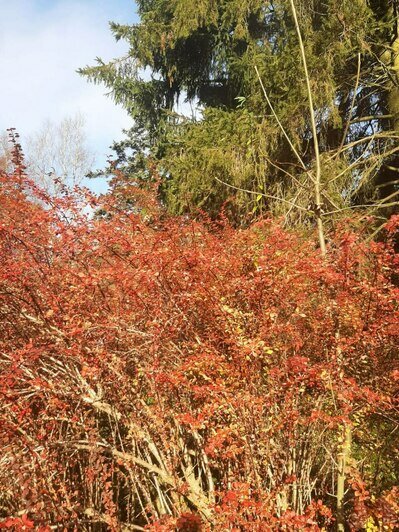 В Калининграде розы, калина и рододендроны расцвели под ноябрьским солнцем (фото)   - Новости Калининграда | Фото: Светлана Калинина