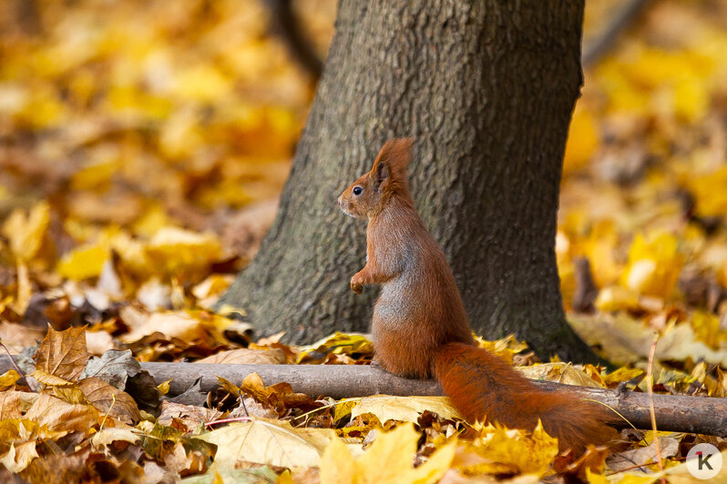 Рыжие хвостики в золотых листьях: как белки наслаждаются уходящей осенью на Литовском Валу (фоторепортаж)  - Новости Калининграда | Фото: Александр Подгорчук / «Клопс»