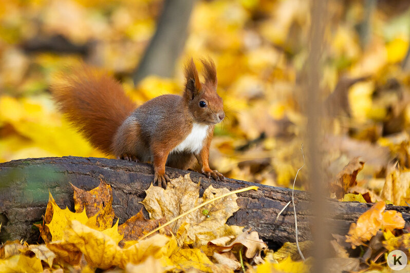 Рыжие хвостики в золотых листьях: как белки наслаждаются уходящей осенью на Литовском Валу (фоторепортаж)  - Новости Калининграда | Фото: Александр Подгорчук / «Клопс»