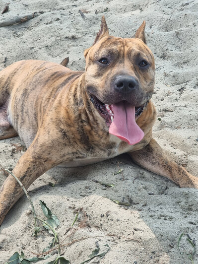 Стаффордский терьер Майкл обожает прогулки | Фото: архив героя публикации