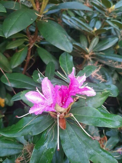 В Калининграде розы, калина и рододендроны расцвели под ноябрьским солнцем (фото)   - Новости Калининграда | Фото: Светлана Калинина