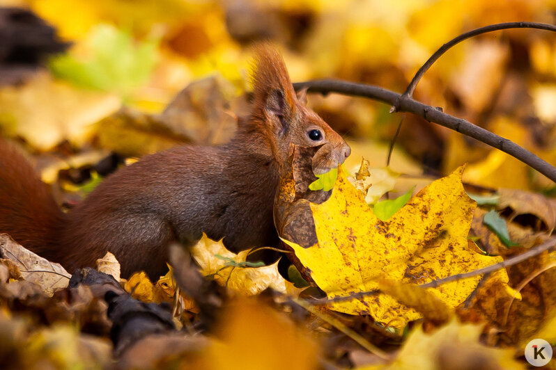 Рыжие хвостики в золотых листьях: как белки наслаждаются уходящей осенью на Литовском Валу (фоторепортаж)  - Новости Калининграда | Фото: Александр Подгорчук / «Клопс»