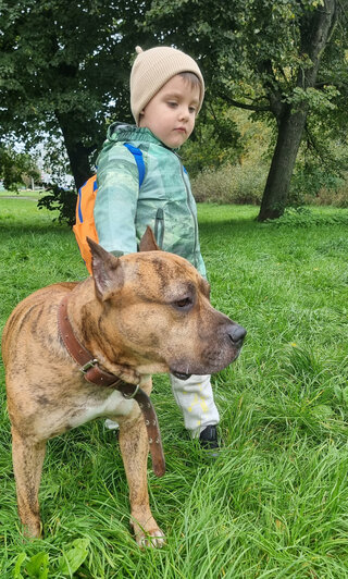 Стаффордский терьер Майкл обожает прогулки | Фото: архив героя публикации