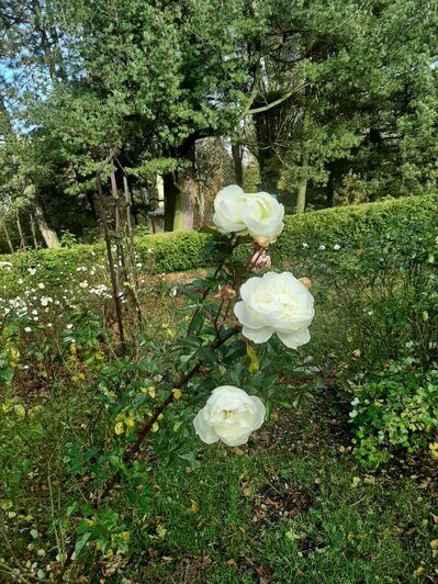 В Калининграде розы, калина и рододендроны расцвели под ноябрьским солнцем (фото)   - Новости Калининграда | Фото: Светлана Калинина