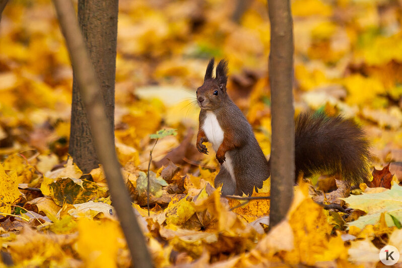 Рыжие хвостики в золотых листьях: как белки наслаждаются уходящей осенью на Литовском Валу (фоторепортаж)  - Новости Калининграда | Фото: Александр Подгорчук / «Клопс»