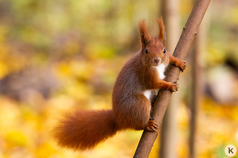 Рыжие хвостики в золотых листьях: как белки наслаждаются уходящей осенью на Литовском Валу (фоторепортаж)  - Новости Калининграда | Фото: Александр Подгорчук / «Клопс»