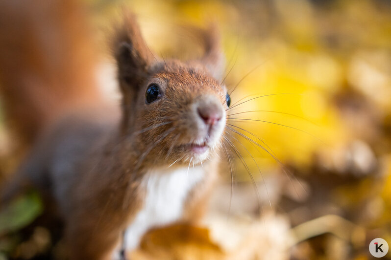 Рыжие хвостики в золотых листьях: как белки наслаждаются уходящей осенью на Литовском Валу (фоторепортаж)  - Новости Калининграда | Фото: Александр Подгорчук / «Клопс»