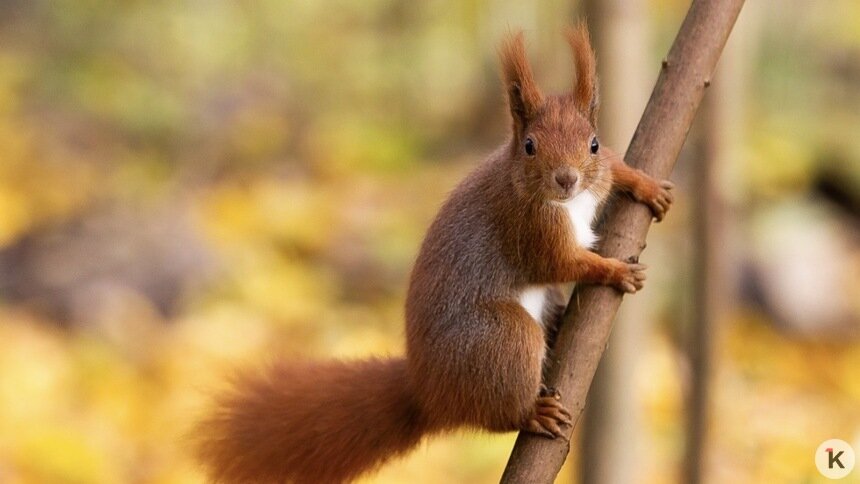 Погода в Калининграде и области в субботу - Новости Калининграда | Фото: Александр Подгорчук / «Клопс»