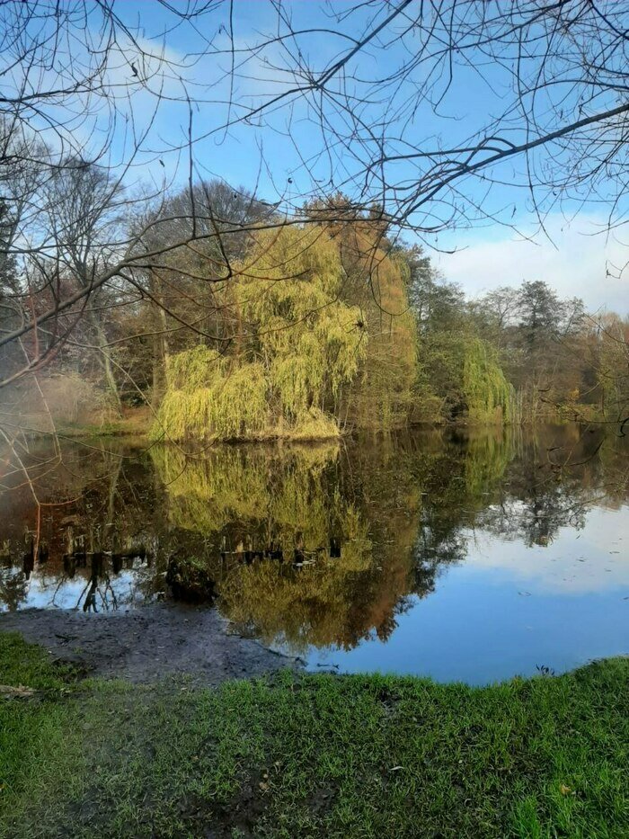 В Калининграде розы, калина и рододендроны расцвели под ноябрьским солнцем (фото)   - Новости Калининграда | Фото: Светлана Калинина