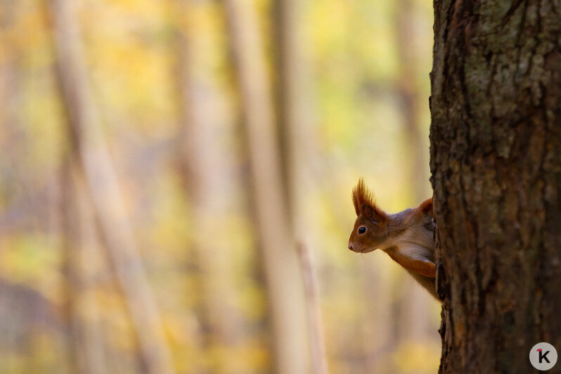 Рыжие хвостики в золотых листьях: как белки наслаждаются уходящей осенью на Литовском Валу (фоторепортаж)  - Новости Калининграда | Фото: Александр Подгорчук / «Клопс»
