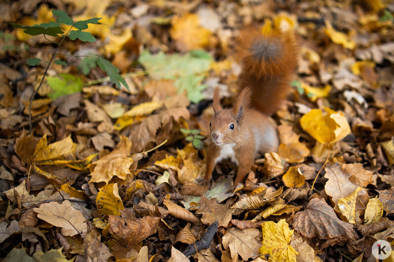 Рыжие хвостики в золотых листьях: как белки наслаждаются уходящей осенью на Литовском Валу (фоторепортаж)  - Новости Калининграда | Фото: Александр Подгорчук / «Клопс»