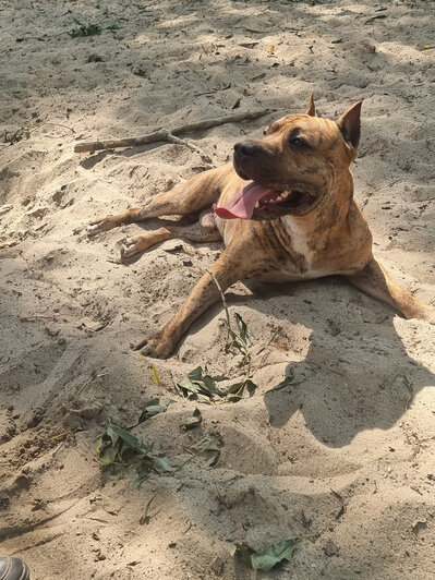 Стаффордский терьер Майкл обожает прогулки | Фото: архив героя публикации