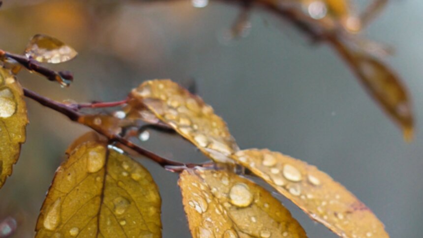 Тельцов сломит осенняя хандра, а Скорпионы свернут горы: гороскоп на короткую рабочую неделю с 5 по 7 ноября   - Новости Калининграда | Иллюстрация: Midjourney / «Клопс»