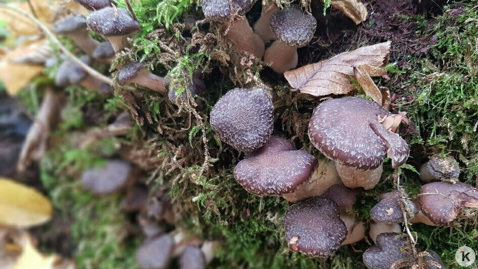 В Краснознаменском районе уродились долгожданные мохнатые опята (фото)   - Новости Калининграда | Фото: Николай Смирнов
