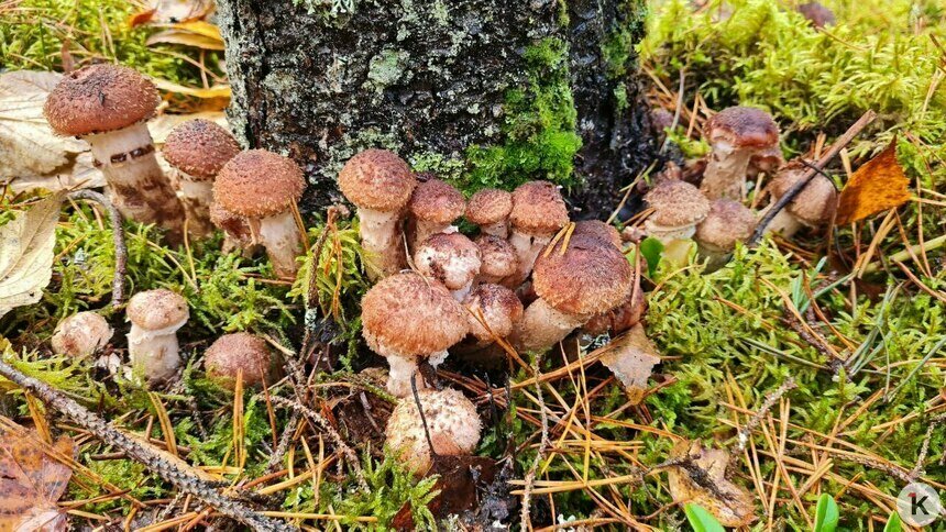 В Краснознаменском районе уродились долгожданные мохнатые опята (фото)   - Новости Калининграда | Фото: «Грибы и грибники Калининградской области» / «Телеграм»