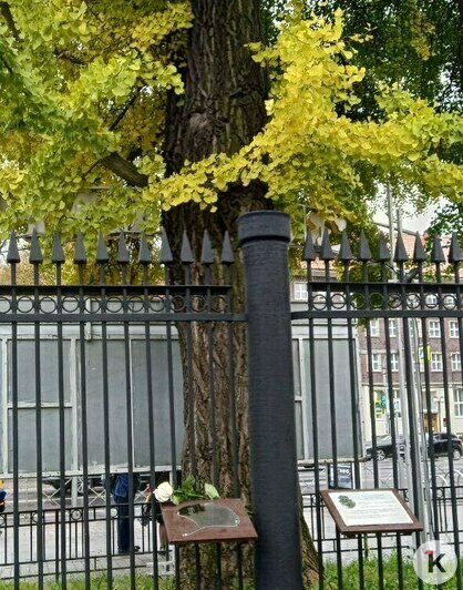 Тую, гинкго и лиственницу в Калининградской области посвятили знаменитому дендроголу Галине Кученёвой к её столетию   - Новости Калининграда | Фото: архив героини материала