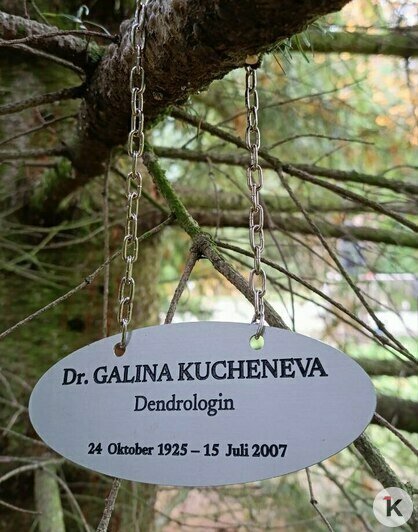 Тую, гинкго и лиственницу в Калининградской области посвятили знаменитому дендроголу Галине Кученёвой к её столетию   - Новости Калининграда | Фото: архив героини материала