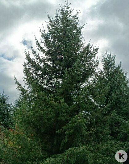 Тую, гинкго и лиственницу в Калининградской области посвятили знаменитому дендроголу Галине Кученёвой к её столетию   - Новости Калининграда | Фото: архив героини материала