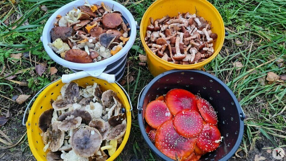 В Краснознаменском районе уродились долгожданные мохнатые опята (фото)   - Новости Калининграда | Фото: Николай Смирнов