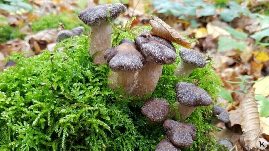 Те самые деликатесные «берёзовые» поздние опята | Фото: Николай Смирнов