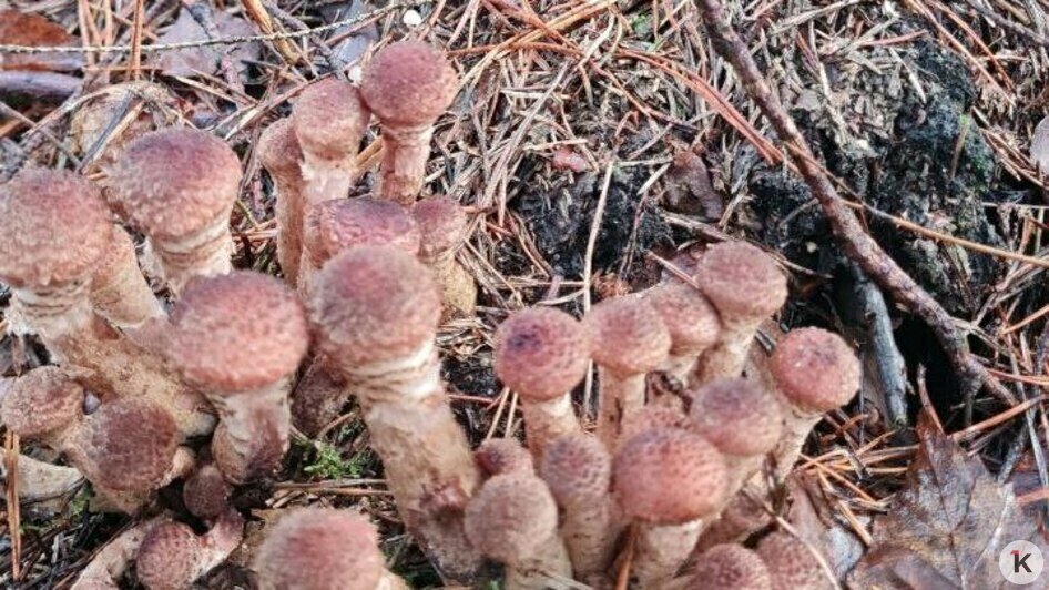 В Краснознаменском районе уродились долгожданные мохнатые опята (фото)   - Новости Калининграда | Фото: Николай Смирнов