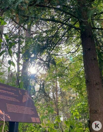 Тую, гинкго и лиственницу в Калининградской области посвятили знаменитому дендроголу Галине Кученёвой к её столетию   - Новости Калининграда | Фото: архив героини материала