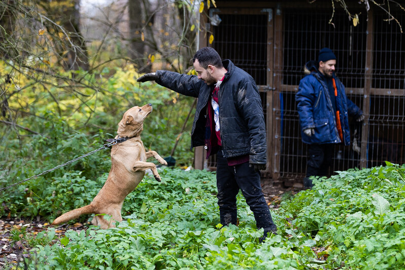 Студенты-иностранцы выучили слово «волонтёр» и помогли собакам из приюта в Талпаках (фоторепортаж)  - Новости Калининграда | Фото: Александр Подгорчук / «Клопс»
