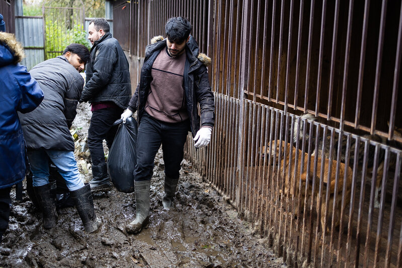 Студенты-иностранцы выучили слово «волонтёр» и помогли собакам из приюта в Талпаках (фоторепортаж)  - Новости Калининграда | Фото: Александр Подгорчук / «Клопс»