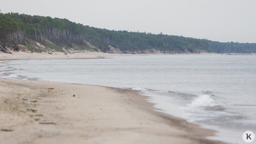 Куршская коса рискует превратиться в калининградскую Рублёвку для избранных — калининградский биолог   - Новости Калининграда | Фото: Александр Подгорчук / Архив «Клопс»