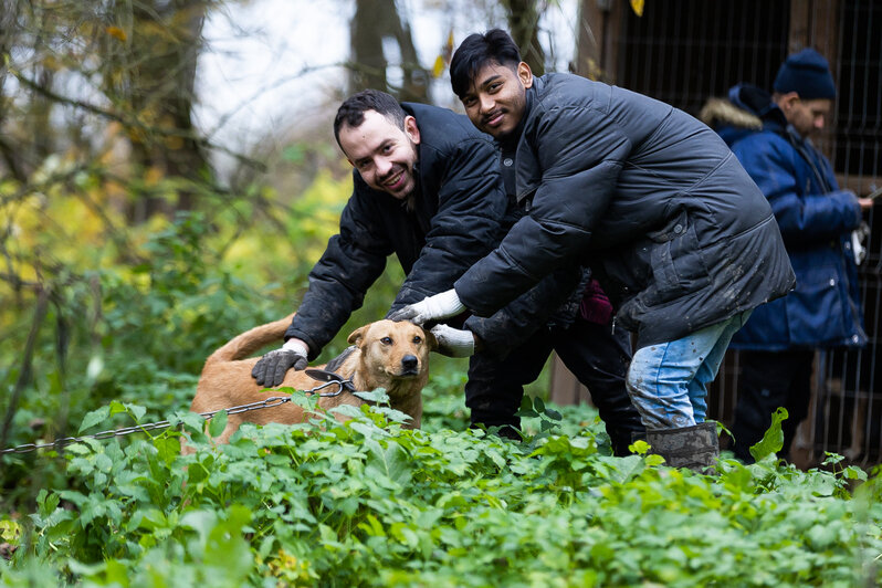 Студенты-иностранцы выучили слово «волонтёр» и помогли собакам из приюта в Талпаках (фоторепортаж)  - Новости Калининграда | Фото: Александр Подгорчук / «Клопс»