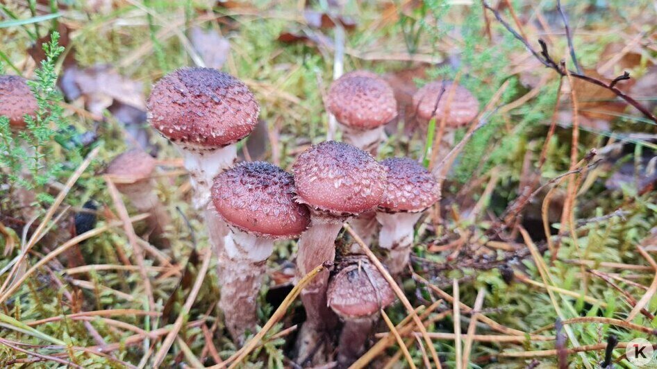 В Краснознаменском районе уродились долгожданные мохнатые опята (фото)   - Новости Калининграда | Фото: Николай Смирнов