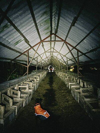 Найти пропавшую в Кострово старушку помог след от тапочек   - Новости Калининграда | Фото: «Клопс»