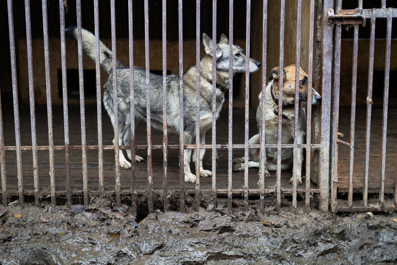 Студенты-иностранцы выучили слово «волонтёр» и помогли собакам из приюта в Талпаках (фоторепортаж)  - Новости Калининграда | Фото: Александр Подгорчук / «Клопс»