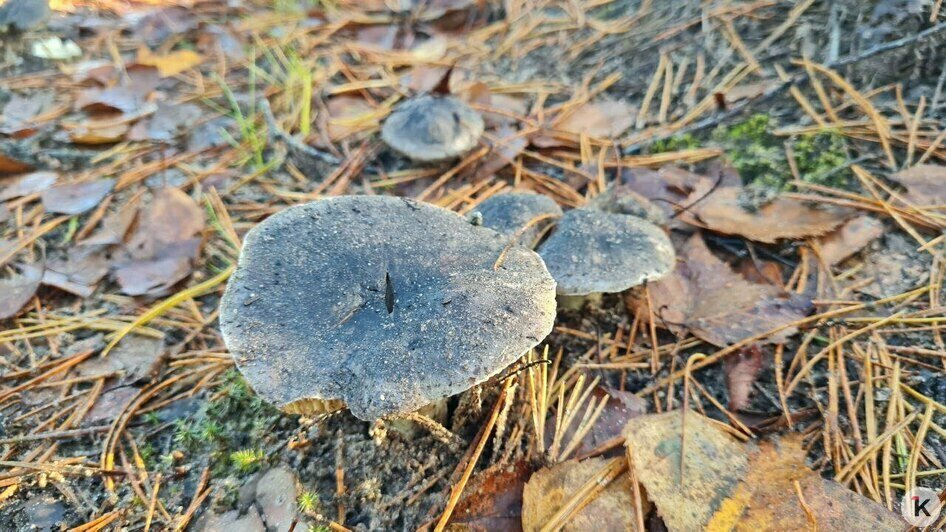 В Краснознаменском районе уродились долгожданные мохнатые опята (фото)   - Новости Калининграда | Фото: Николай Смирнов