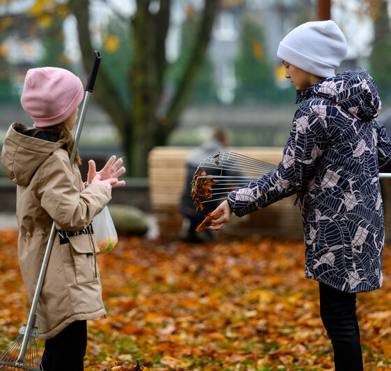Первое амбровое дерево и 400 крокусов: остров Канта зовёт на субботник 8 ноября - Новости Калининграда