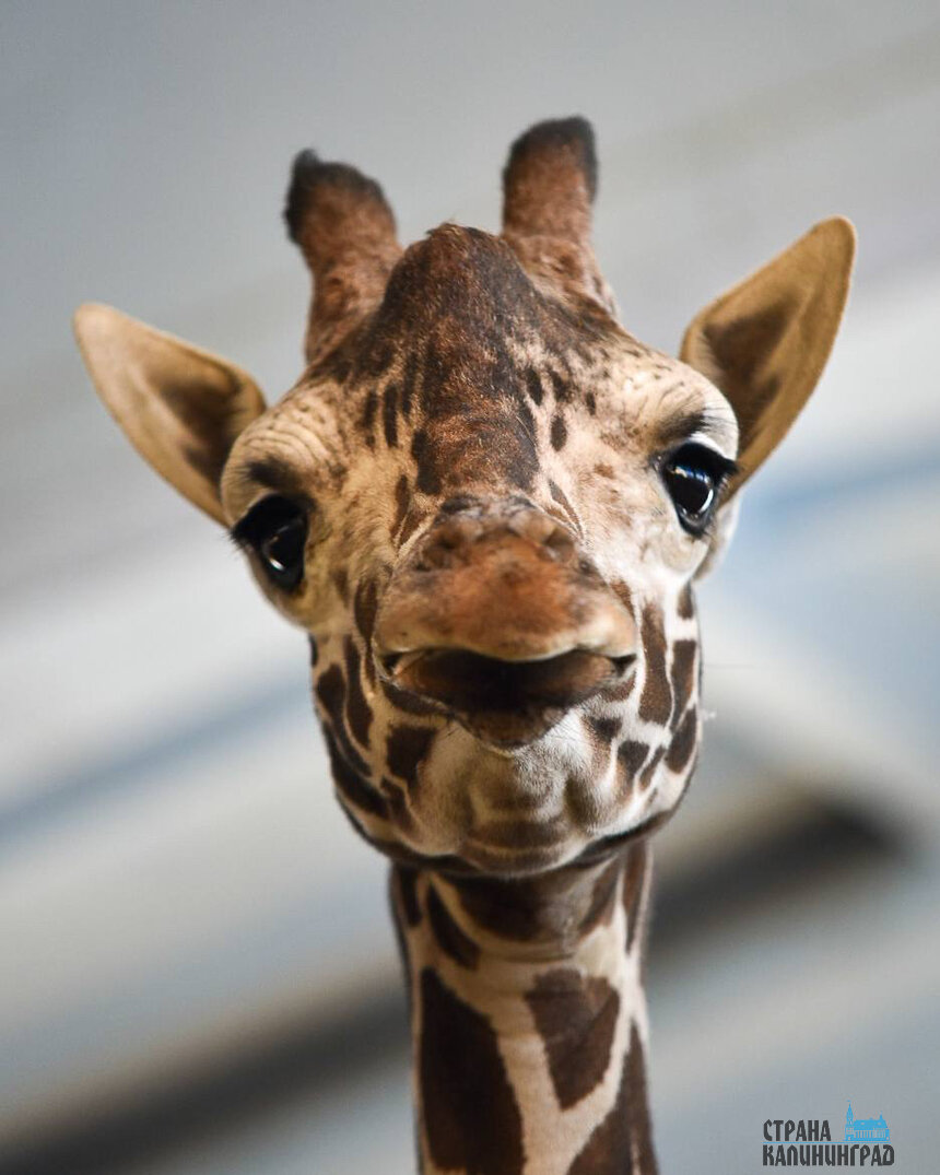 В нашем зоопарке еще недавно было два жирафа, Мэру и Табо | Фото: Александр Мелехов