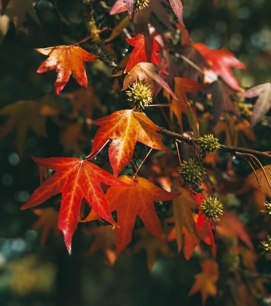 Первое амбровое дерево и 400 крокусов: остров Канта зовёт на субботник 8 ноября - Новости Калининграда