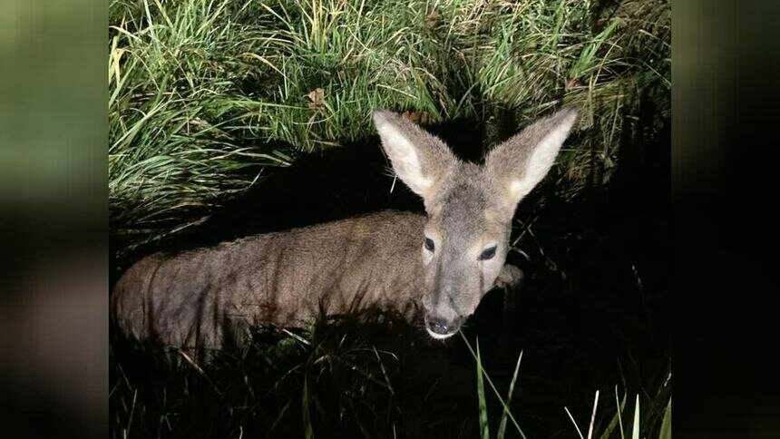 На съезде с Приморского кольца в Зеленоградском районе автомобиль сбил косулёнка   - Новости Калининграда | Фото: «Биосфера Балтики»