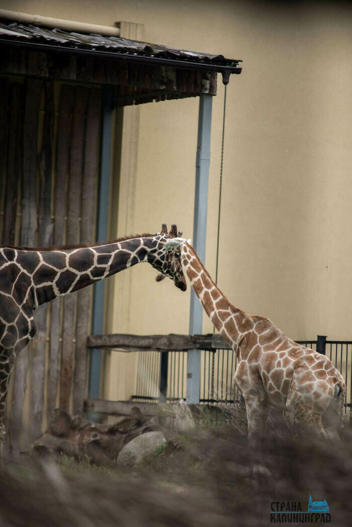 Фотография 2022 года. Теперь у нас остался один жираф. | Фото: Александр Мелехов