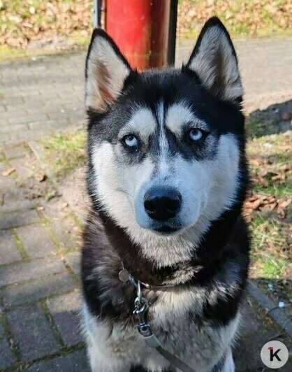 «Она так всем доверяла»: калининградка пытается найти виновных в гибели собаки — помощника канистерапевта   - Новости Калининграда | Фото: архив героини материала