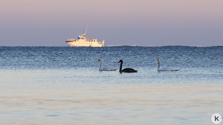 Погода в Калининграде и области в воскресенье - Новости Калининграда | Фото: Александр Подгорчук / «Клопс»